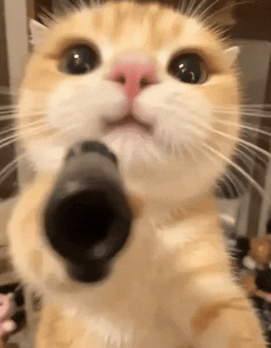 Cat with Gun